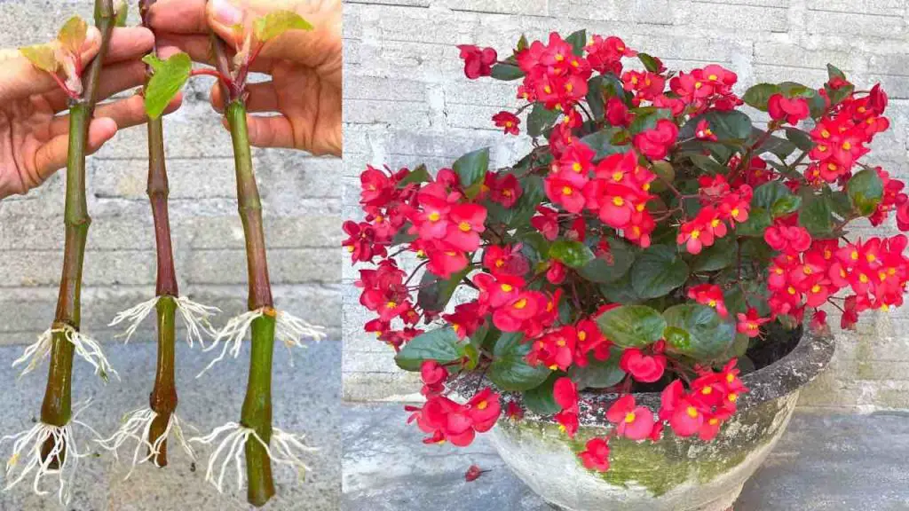Begonias, cómo propagar ramas sin cesar con 1 plátano: se multiplica instantáneamente – Mis Consejos Jardinería