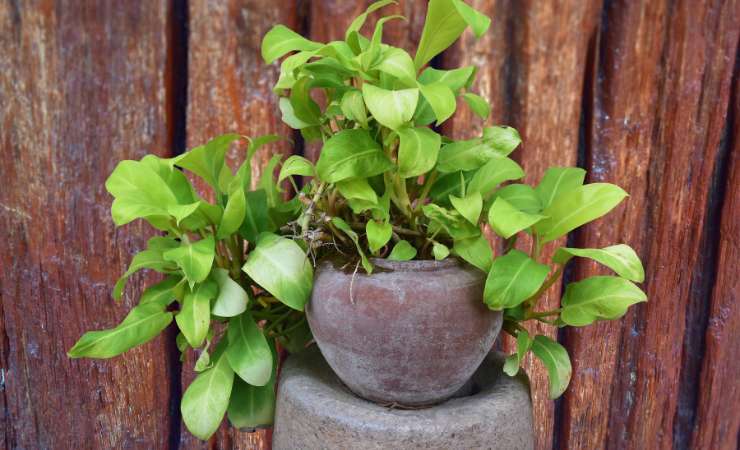 Cultivo de pothos 