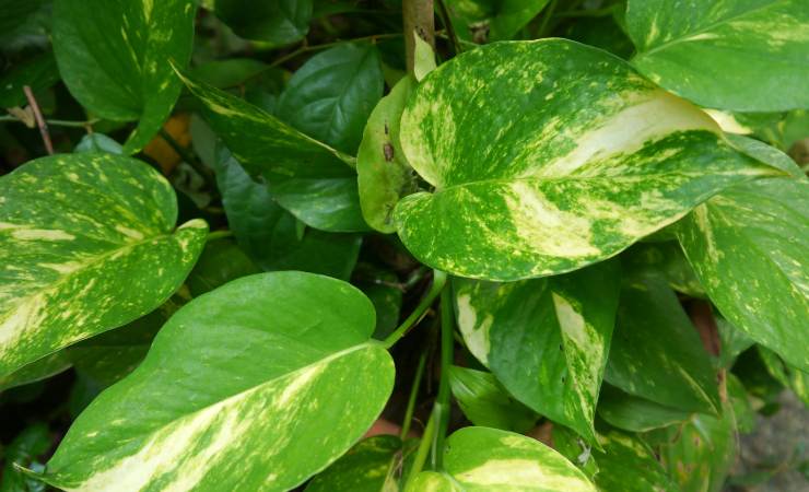 Pothos 