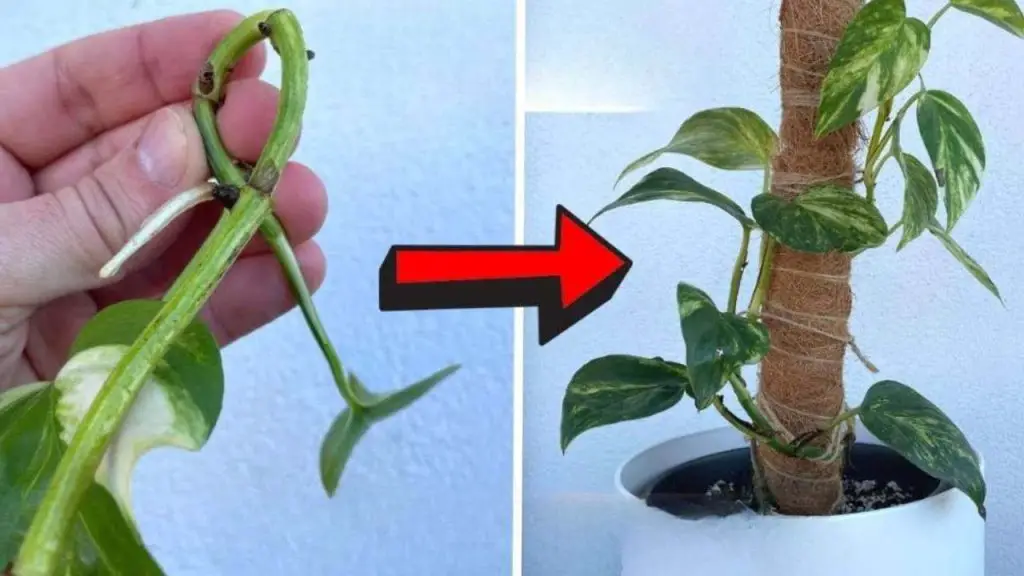 Haz esto una vez a la semana y tus pothos crecerán espectacularmente – Mis Consejos Jardinería
