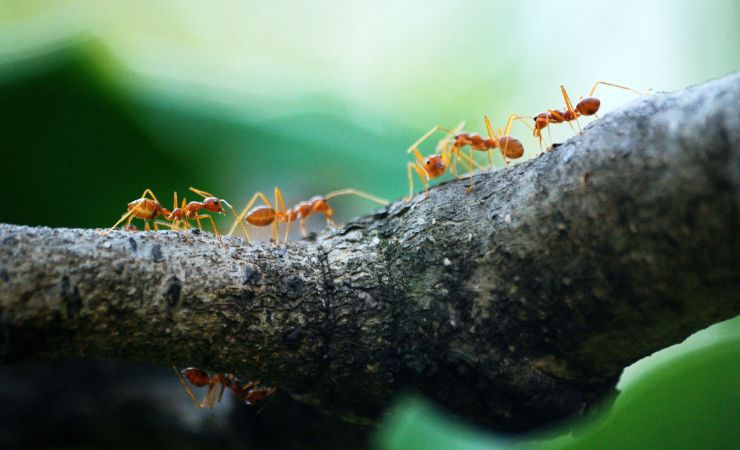 Hormigas 