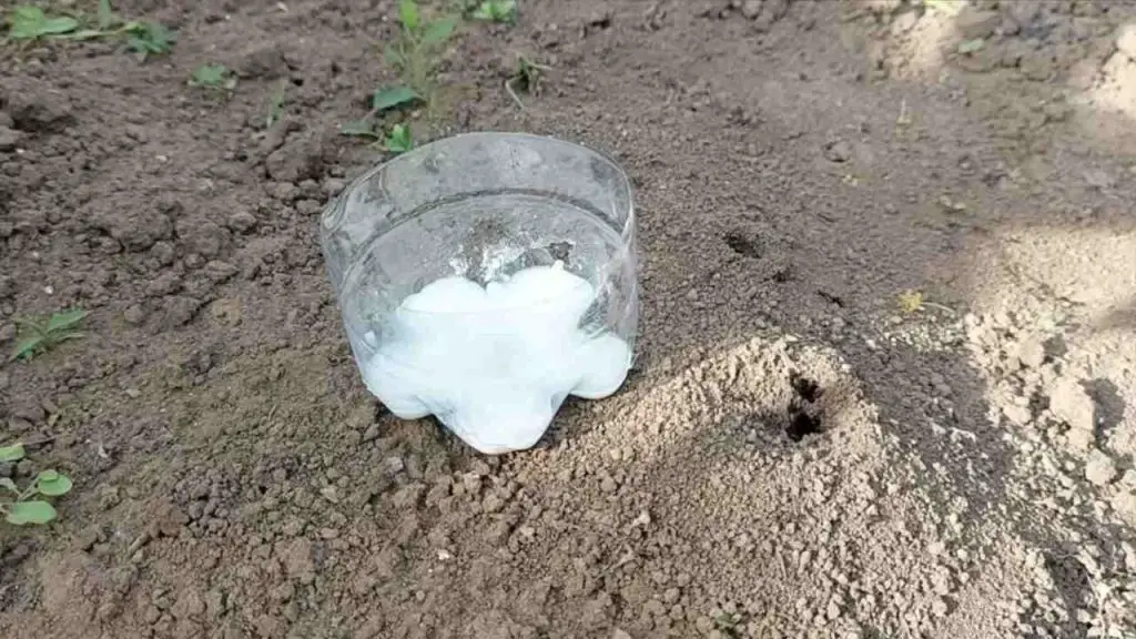 Deshazte de las hormigas con este método orgánico: nunca volverán – Mis Consejos Jardinería