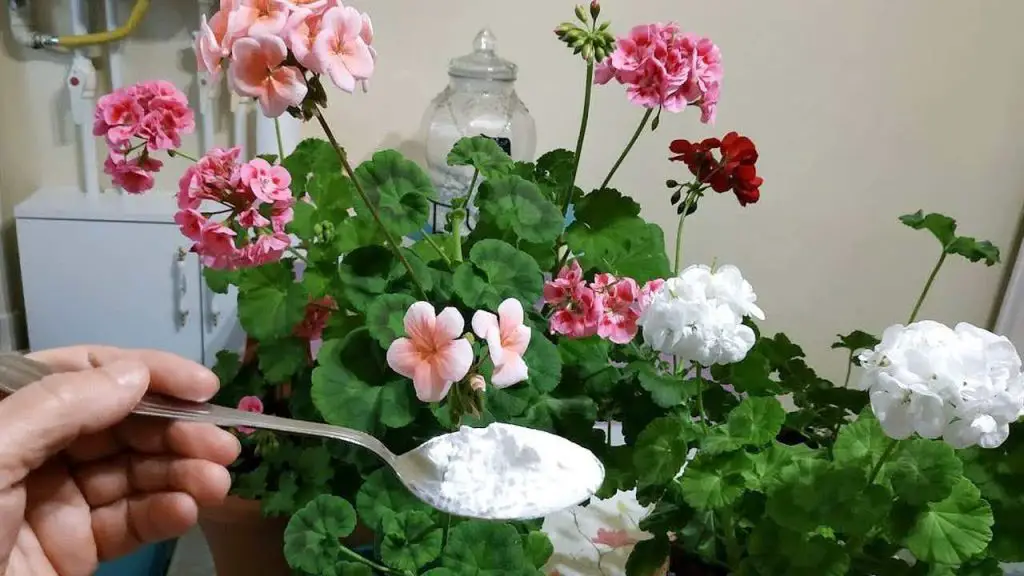 Flores exuberantes y abundantes con este ingrediente: también anima los colores – Mis Consejos Jardinería