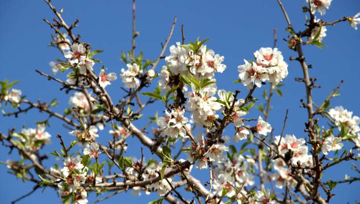 Crecimiento de las flores