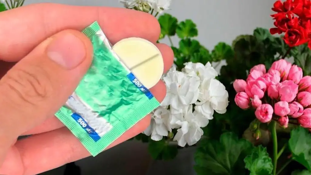Este remedio casero asegura el crecimiento activo y exuberante de las flores – Mis Consejos Jardinería