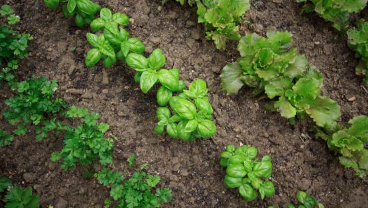 Jardín qué plantar en junio