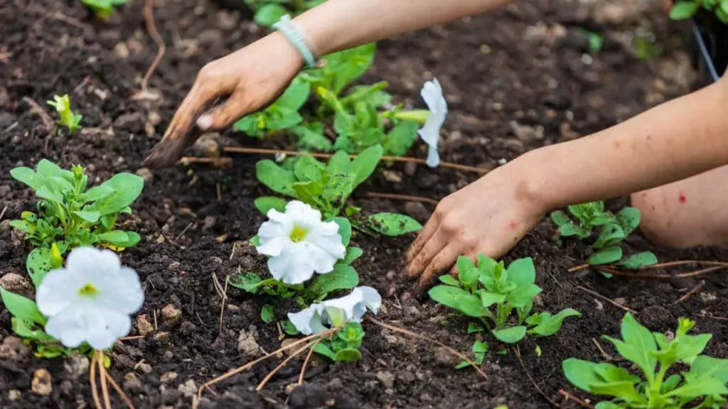 Esto es lo que plantar en el jardín en junio para obtener una cosecha abundante – Mis Consejos Jardinería