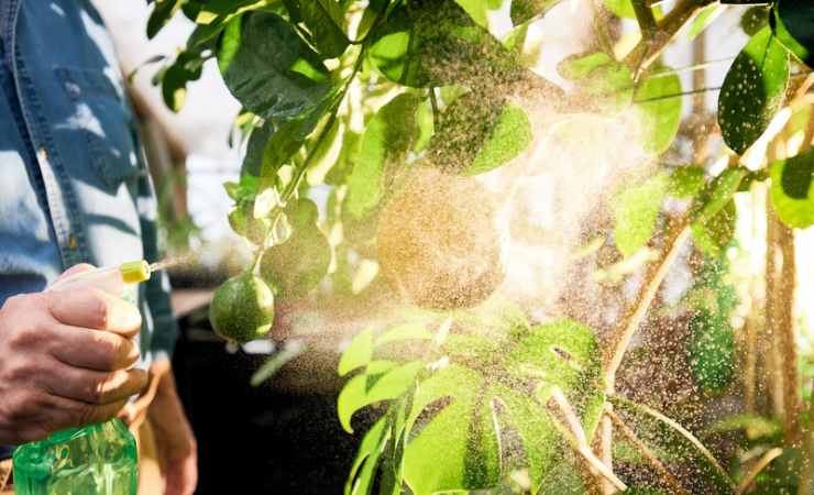 Plantas de pulverización 