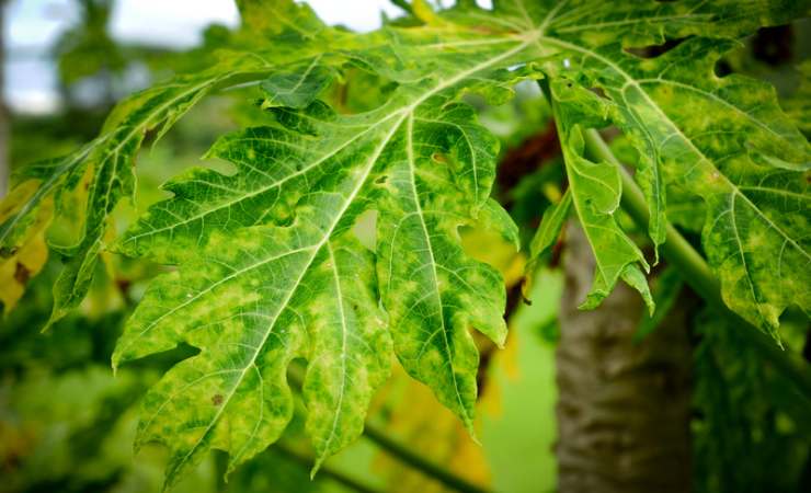 Planta enferma 