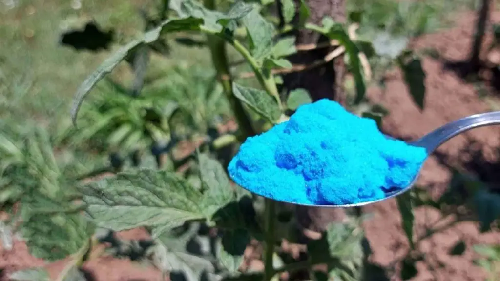Esto protege a los tomates, pepinos, calabacines y otras plantas de enfermedades peligrosas. – Mis Consejos Jardinería