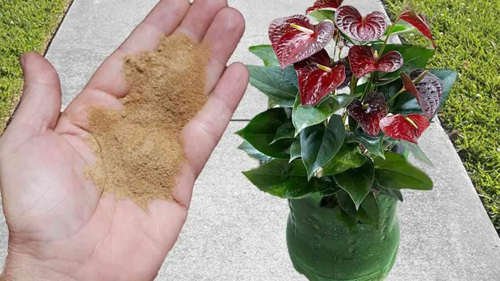 Potente fertilizante para la floración de todas las plantas: estarán sanas y exuberantes. – Mis Consejos Jardinería