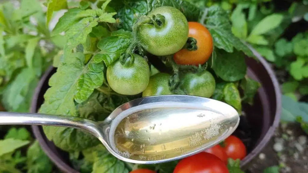 Los tomates y pepinos crecerán 10 veces más rápido con este suplemento – Mis Consejos Jardinería