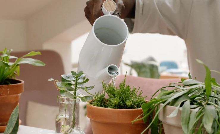 Riego de la planta