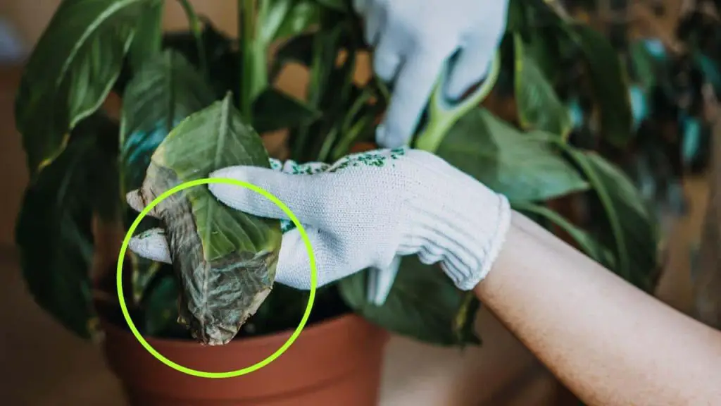 Planta seca, cómo resucitarla en unos días: este ingrediente es suficiente – Mis Consejos Jardinería