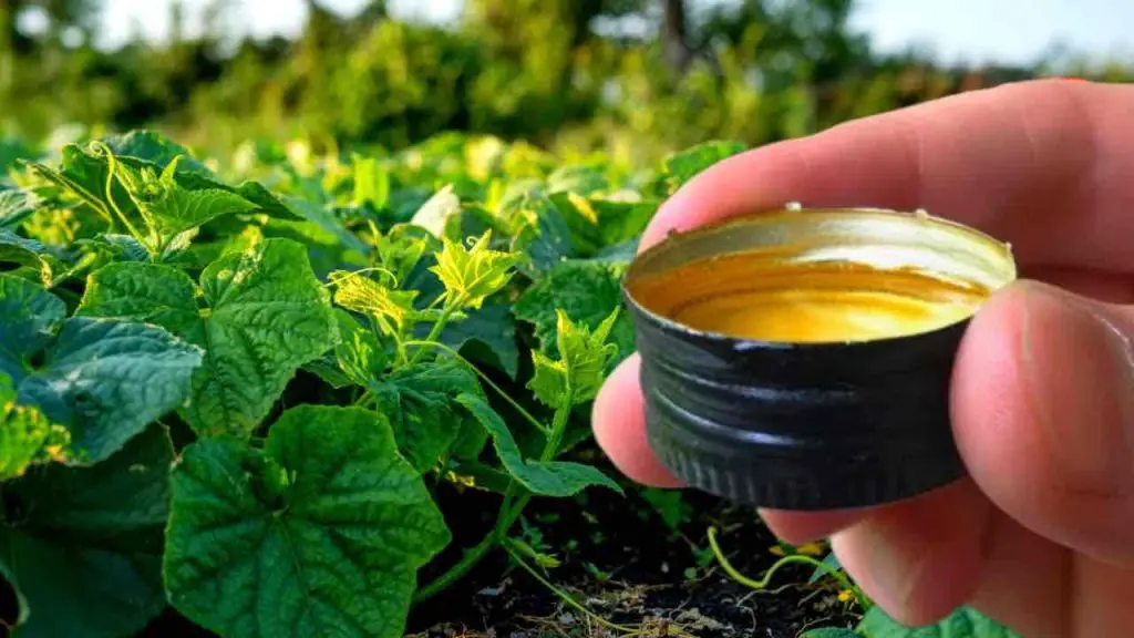 Viértelo debajo de los pepinos y nunca dejarás de recogerlos: crecen sin cesar – Mis Consejos Jardinería