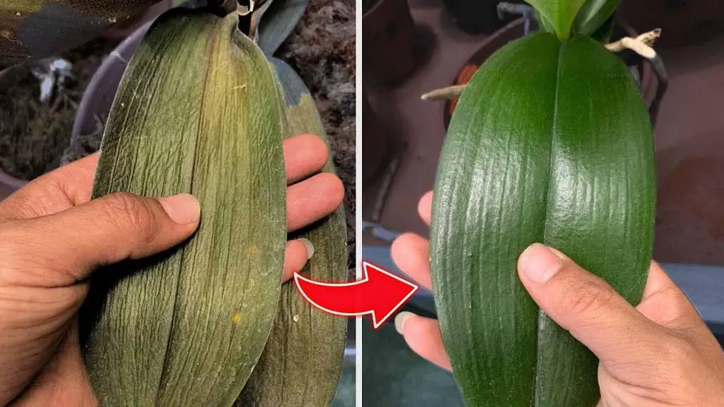 Después de rociar esta agua verás como la orquídea dejará de marchitarse. – Mis Consejos Jardinería