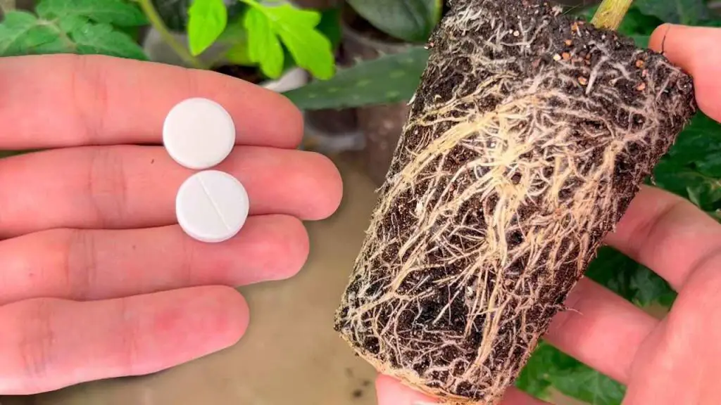 Plántulas mucho más gruesas y robustas con estas 2 tabletas: estimulan el crecimiento – Mis Consejos Jardinería