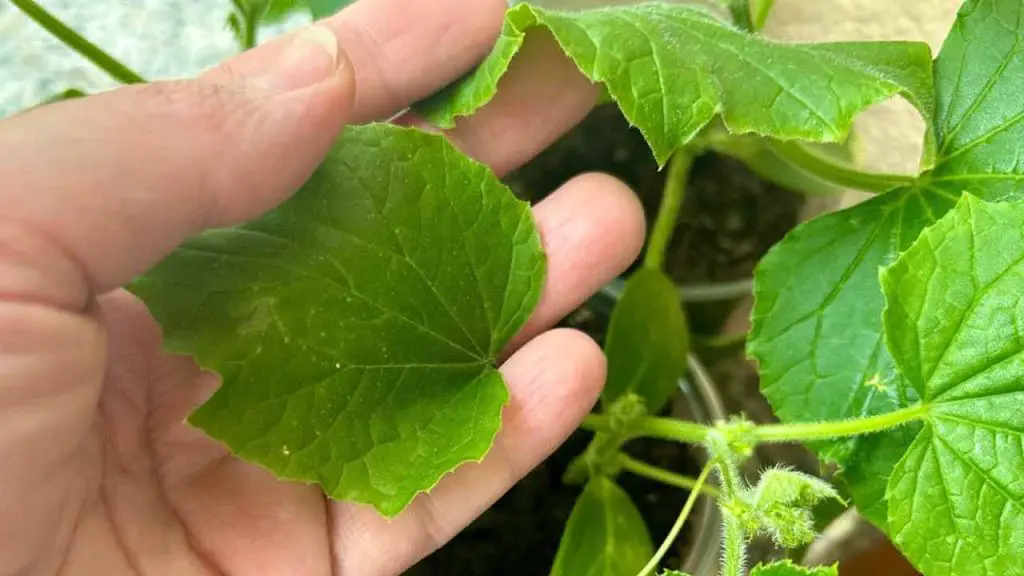 Siempre coloque estas plantas cerca de los pepinos: tendrá grandes cultivos libres de plagas – Mis Consejos Jardinería