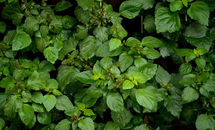 Plantas exuberantes 