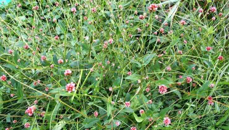 Malezas en el jardín