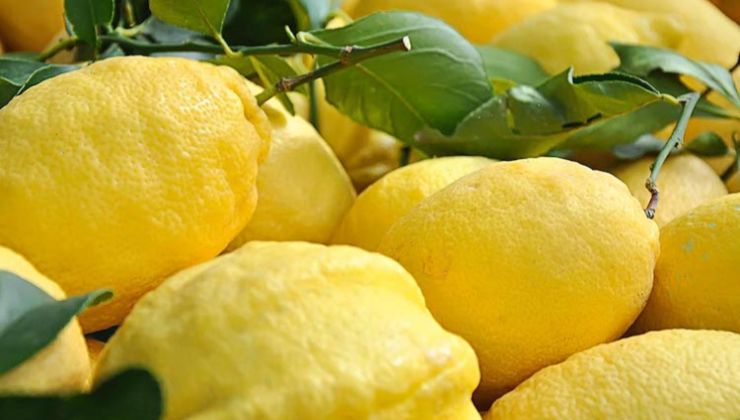 Limones 