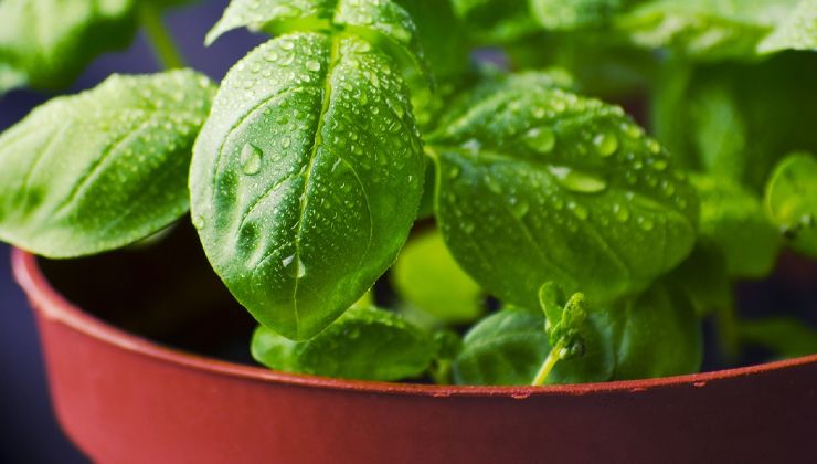 Albahaca infinita gratis 