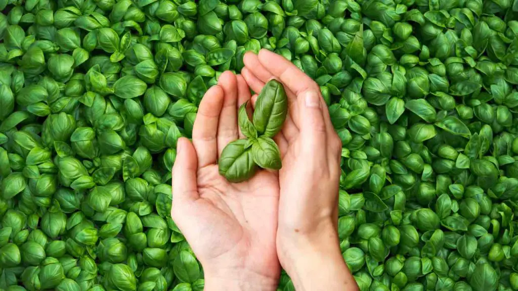 Albahaca infinita libre, haz esto para multiplicarla en 2 momentos: el método real – Mis Consejos Jardinería
