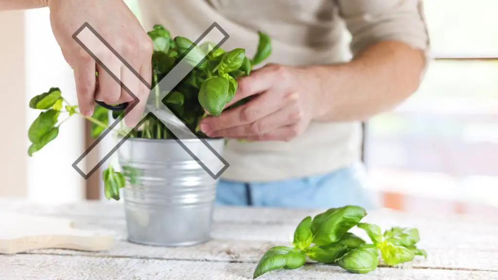 No cometa este error al cosechar albahaca: se seca en 7 días. – Mis Consejos Jardinería