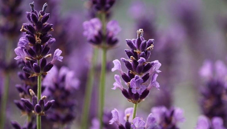 Lavanda como repelente de ratas
