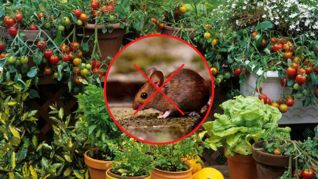 Esta planta mantiene a los ratones fuera de casa al instante: la usas para sazonar platos – Mis Consejos Jardinería
