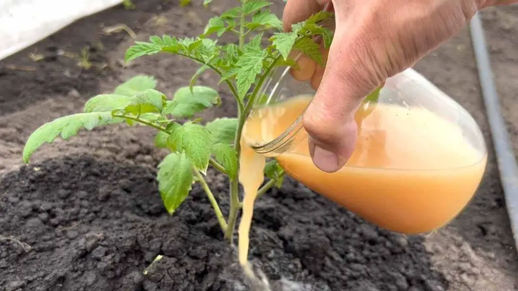 Huerto, solo entonces los tomates crecerán en un momento: cosecha temprana y abundante. – Mis Consejos Jardinería