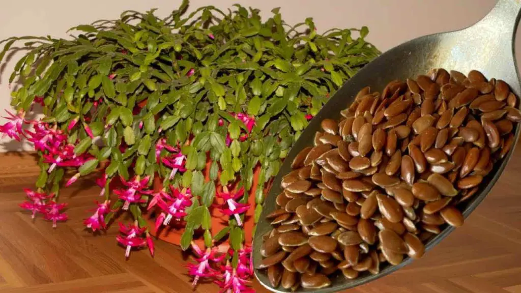 Una cuchara para cualquier flor que tengas en la casa: tendrás una floración exuberante – Mis Consejos Jardinería