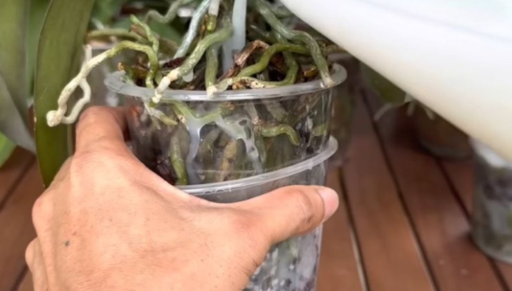 Fertilizante de leche natural para orquídeas