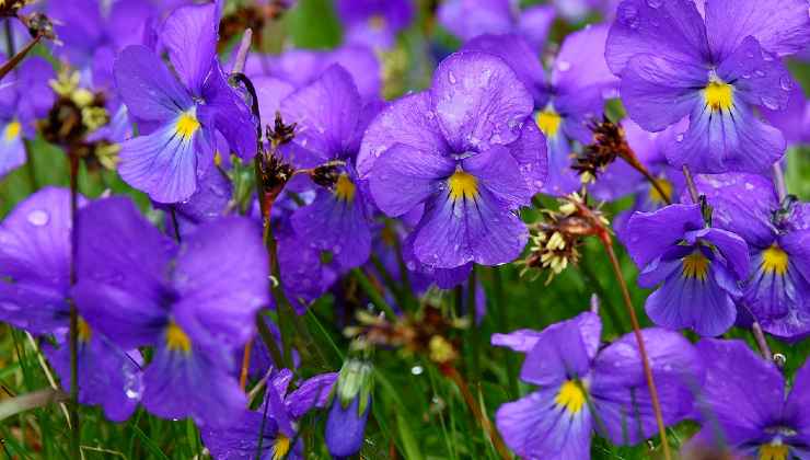 Hoja violeta en el huevo