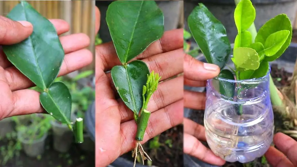 El método infalible de propagar limones a partir de esquejes de hojas en minutos. – Mis Consejos Jardinería