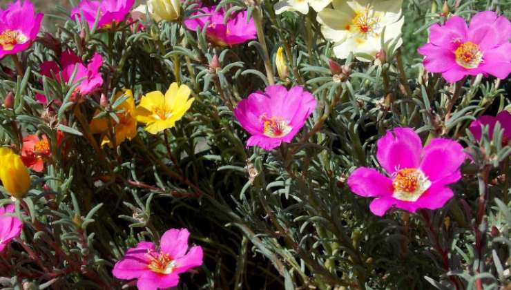 Portulaca grandiflora en flor