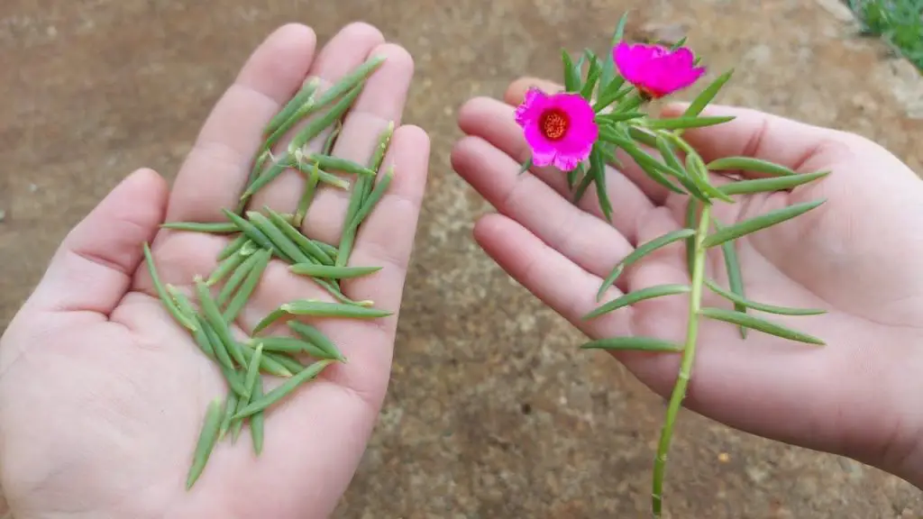Portulaca Grandiflora, pocas personas conocen este increíble truco – Mis Consejos Jardinería