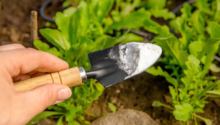 Bicarbonato de sodio en plantas