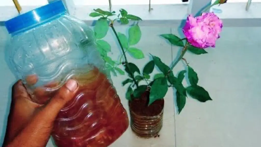 Con una taza al mes de este ingrediente tendrás plantas exuberantes durante 365 días – Mis Consejos Jardinería