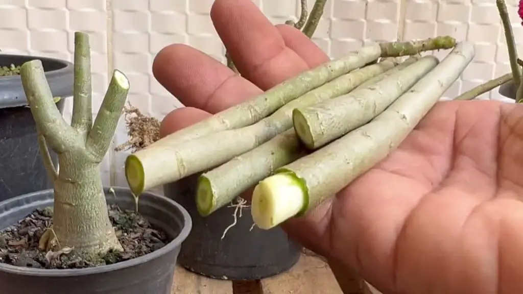 La única técnica para arrancar ramas de rosa sin gastar ni 1 euro – Mis Consejos Jardinería
