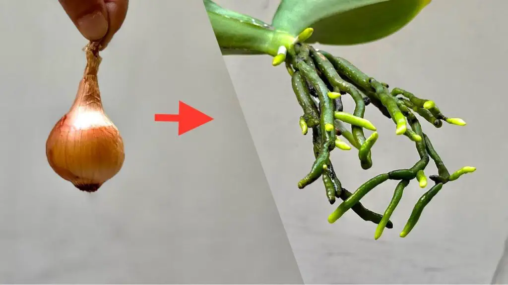 Con una sola cebolla tu orquídea crece con raíces llenas y una avalancha de flores – Mis Consejos Jardinería
