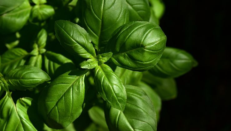 Planta de albahaca de supermercado