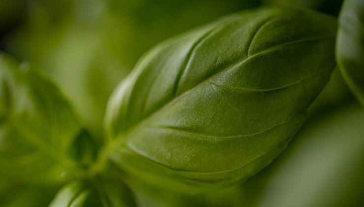 Planta de albahaca