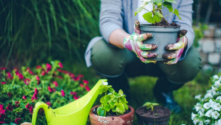 Plantar un manzano en el jardín