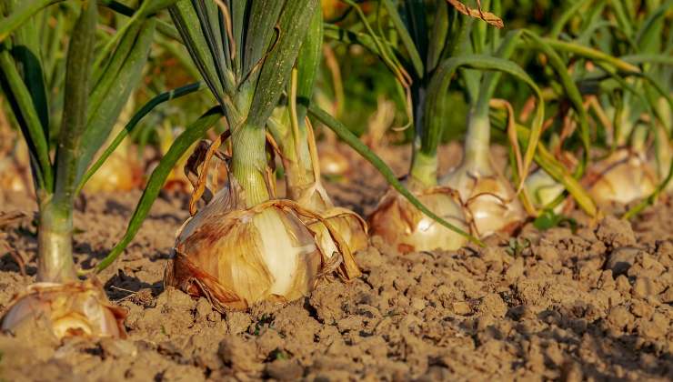 Cómo plantar cebollas