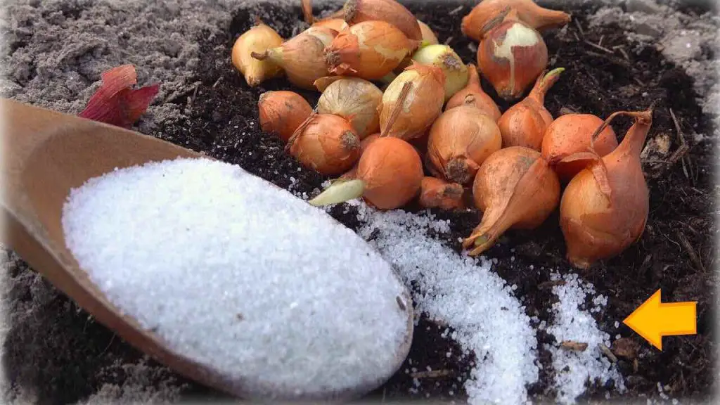 Cebollas, plántalas con este suplemento especial: cero plagas y alto rendimiento – Mis Consejos Jardinería