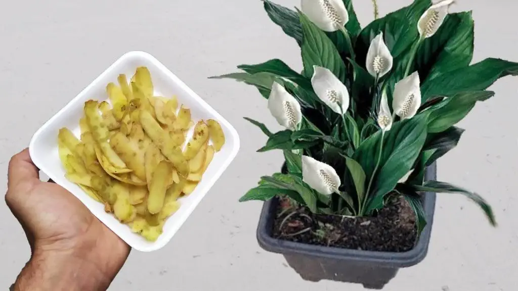 No lo tires más, te quedas aturdido cuando ves todos los beneficios para las plantas – Mis Consejos Jardinería