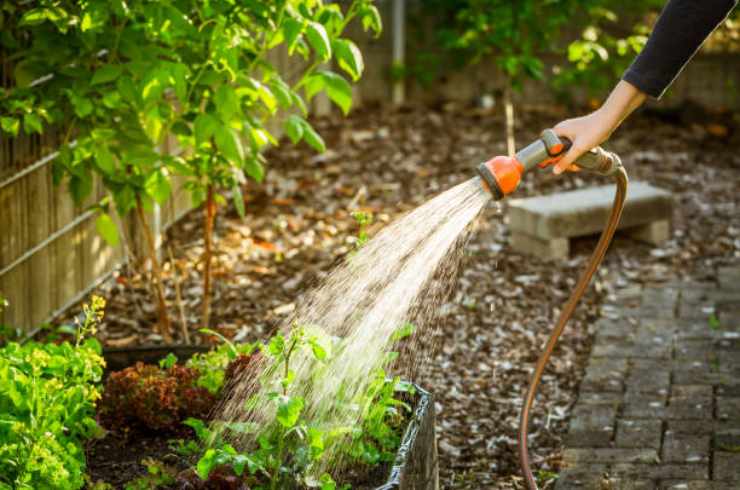 Riego para cultivar plantas exuberantes