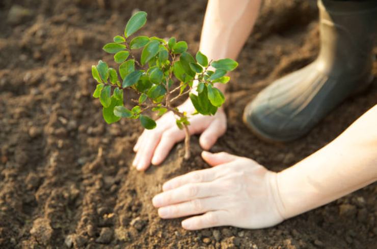 Cultivo de plantas
