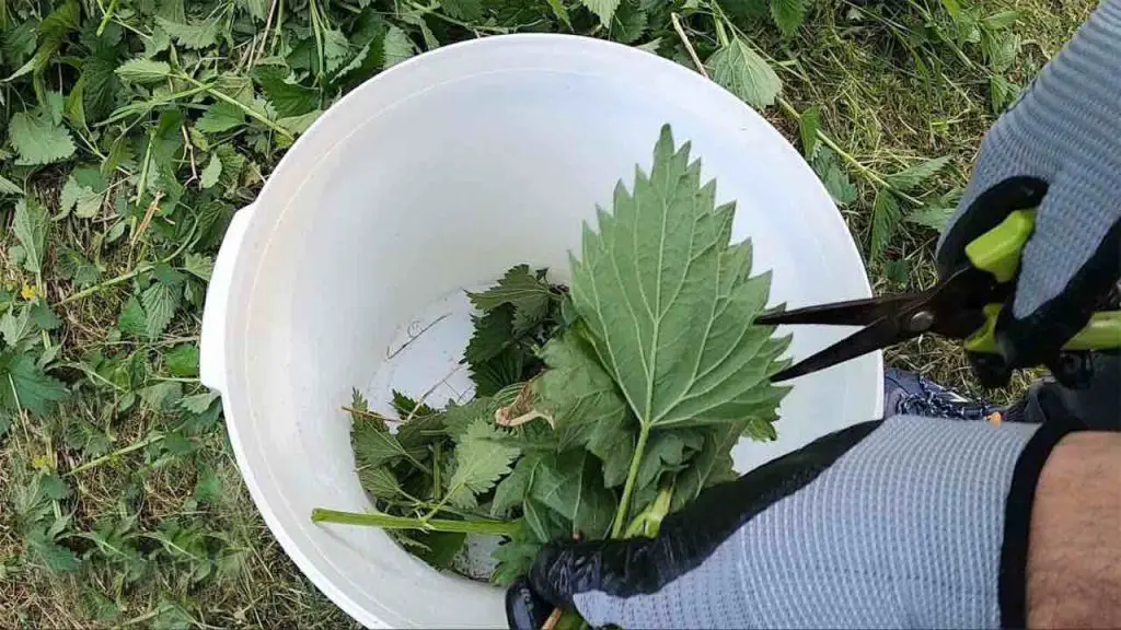 El ingrediente secreto para un jardín saludable: las plantas crecerán 5 veces antes – Mis Consejos Jardinería